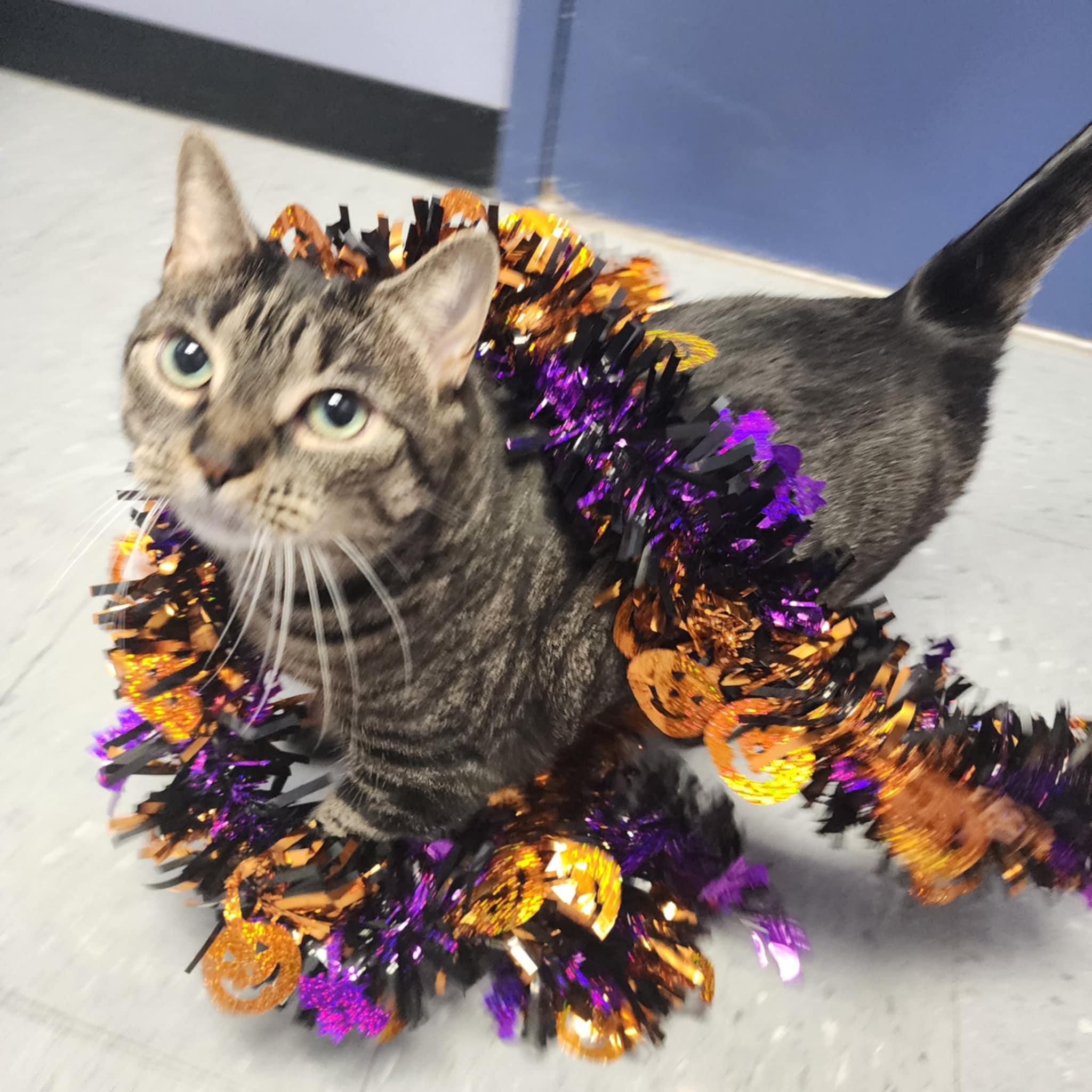 Enlarge PANINI, a Adoptable Domestic Short Hair in Manassas, VA image 4/5