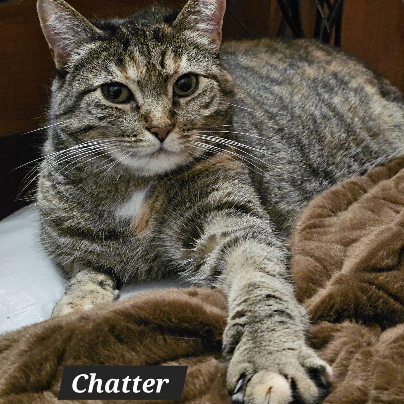 Chatter, Adoptable, Adult Female Domestic Short Hair.