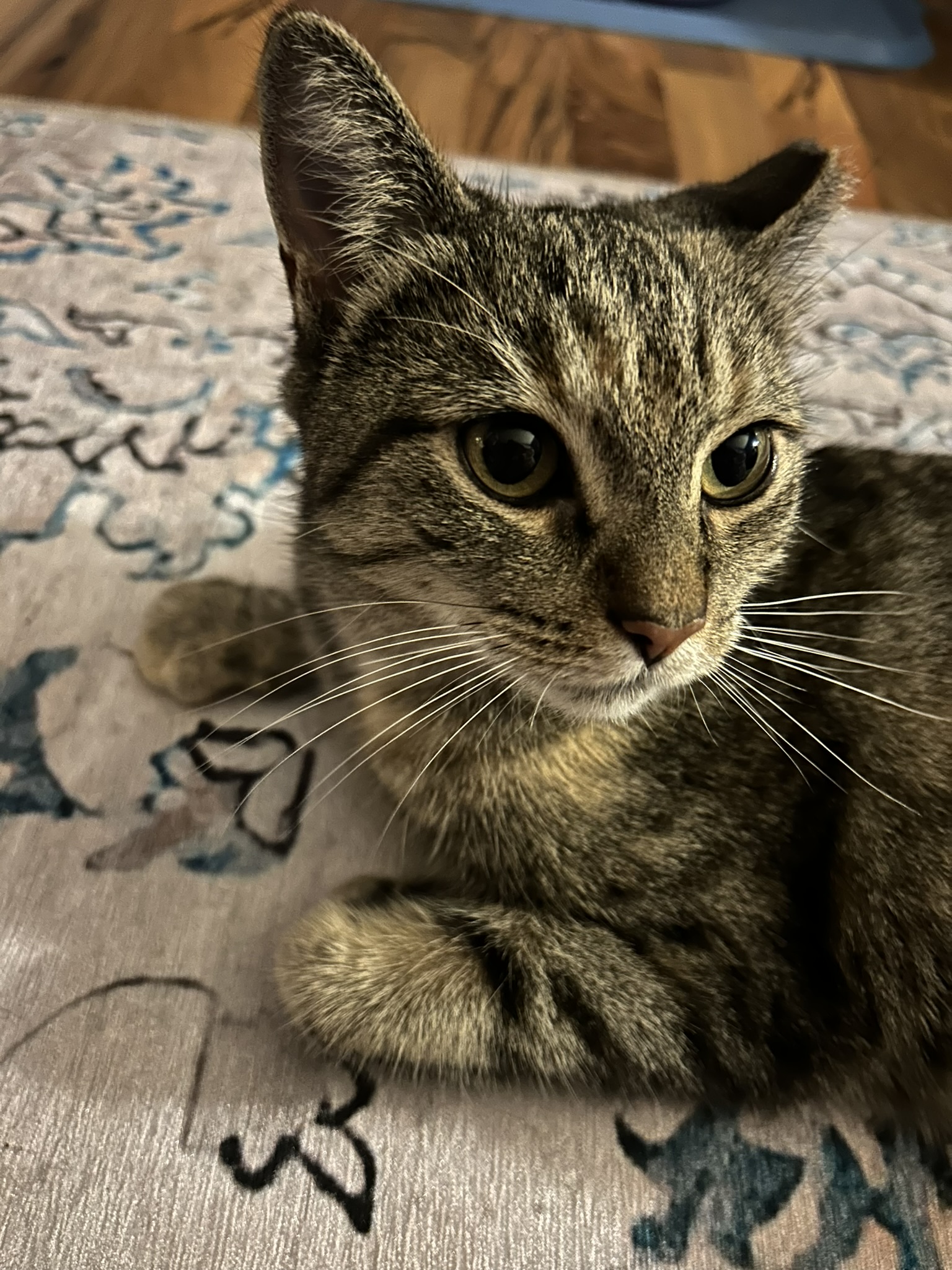 Enlarge Chatter, a Adoptable mixed breed in Allentown, PA image 1/2