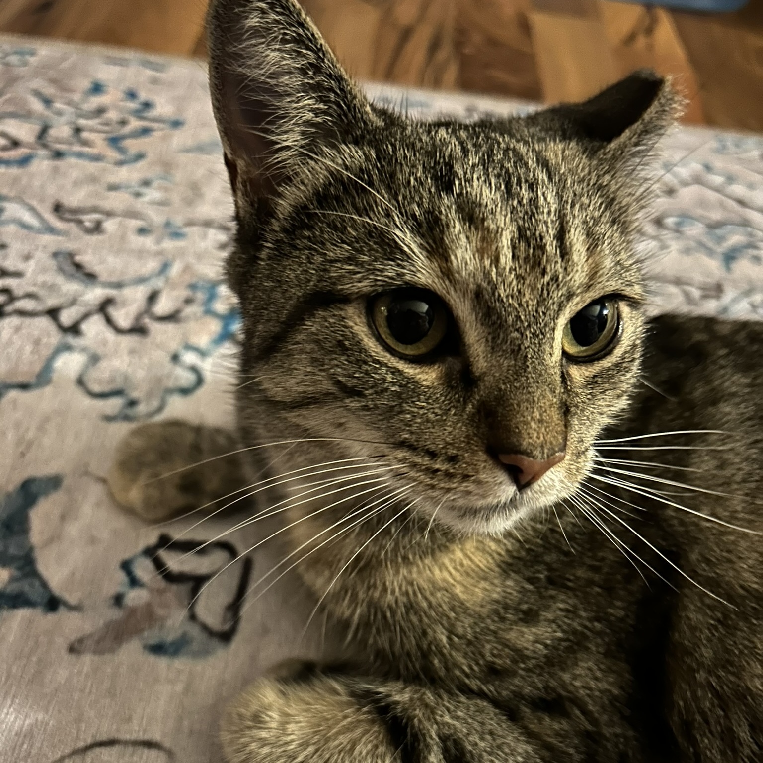 Chatter, a Adoptable mixed breed in Allentown, PA image 1/2