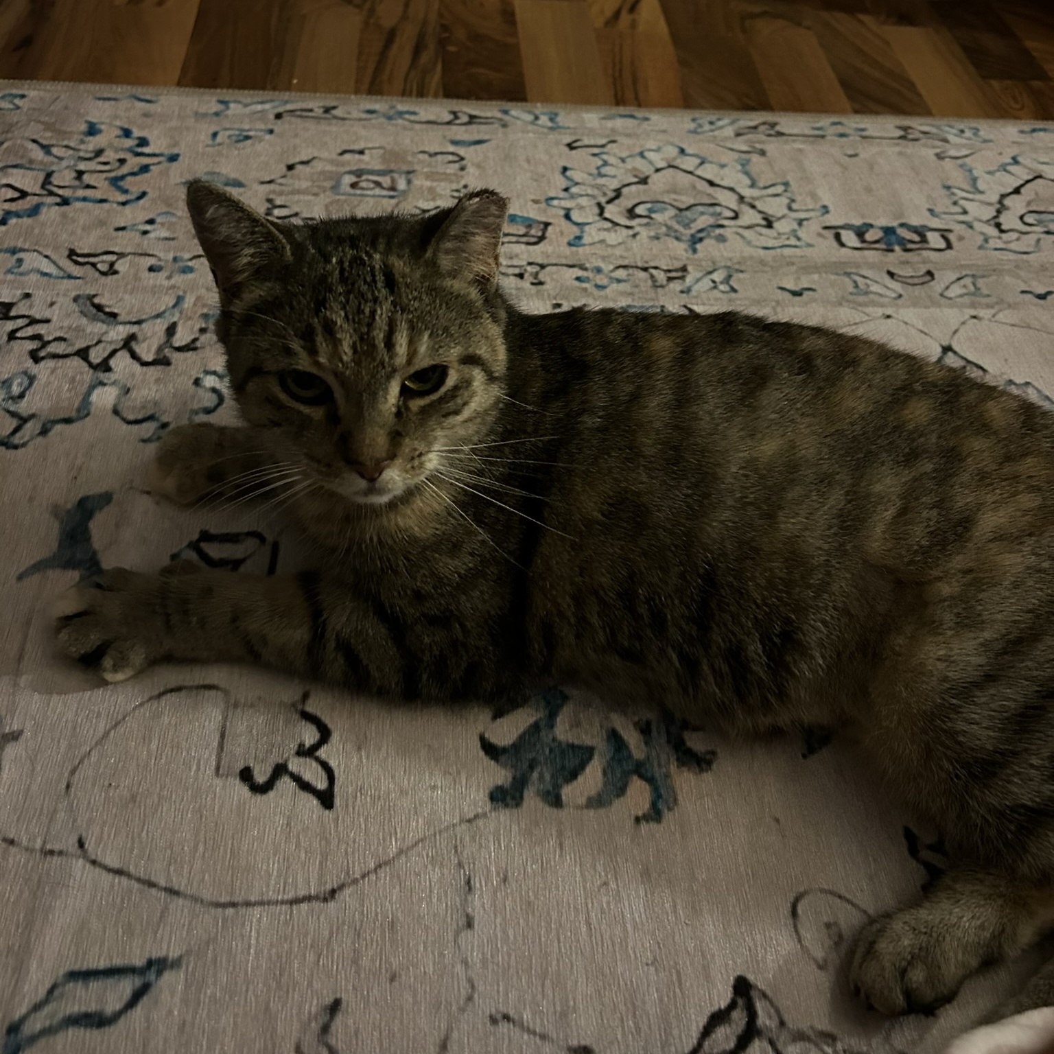 Chatter, Adoptable, Adult Female Domestic Short Hair.