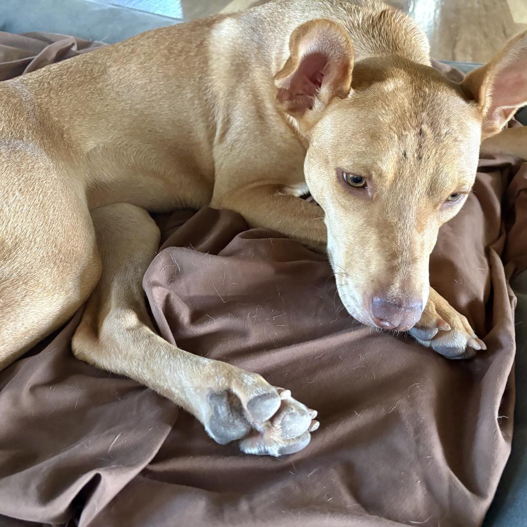 Amaya, Adoptable, Young Female Mixed Breed.