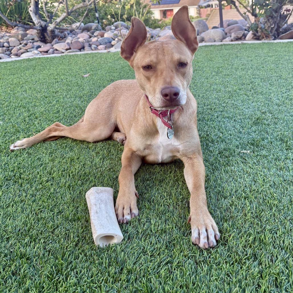 Enlarge Amaya, a Adoptable Mixed Breed in San Diego, CA image 2/6