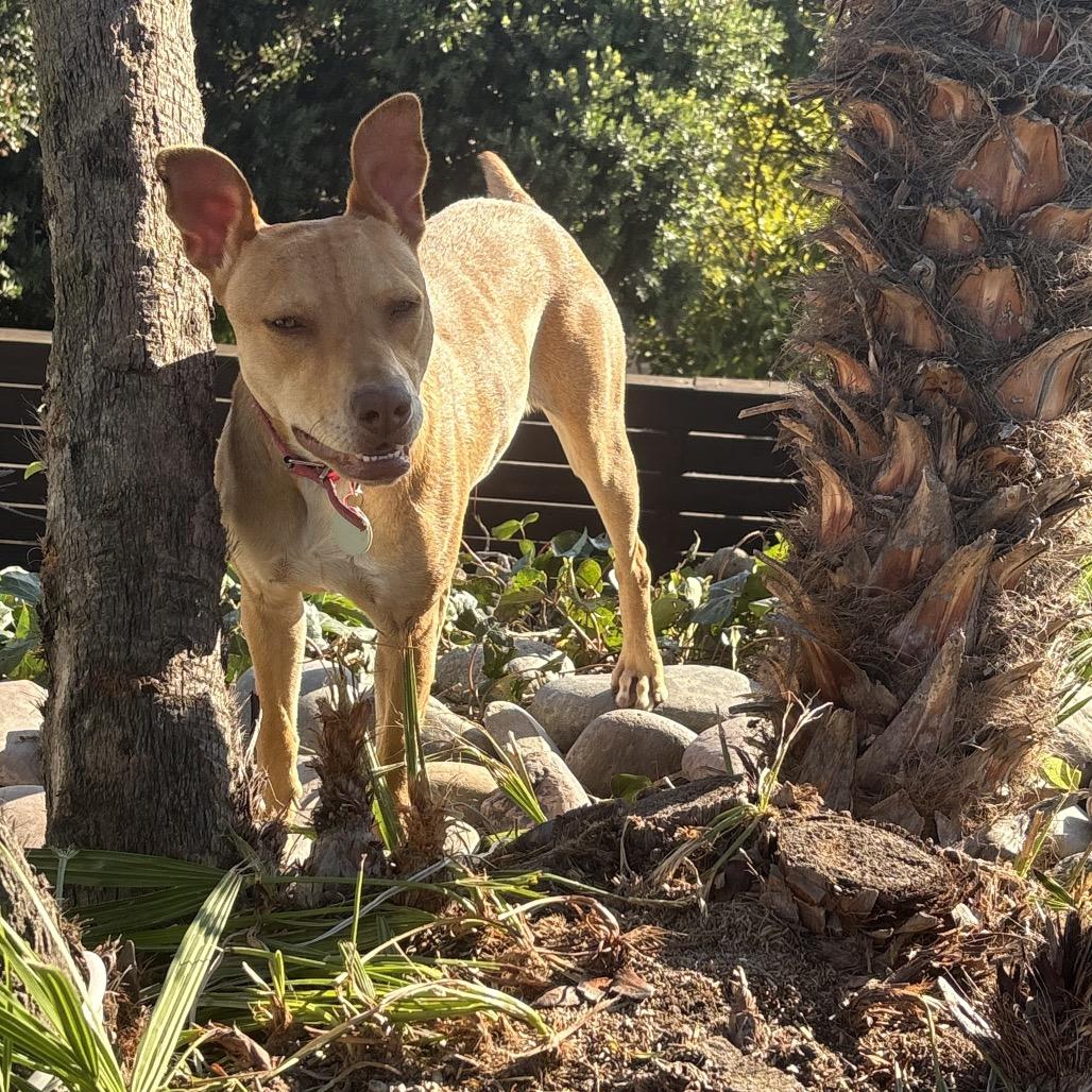 Enlarge Amaya, a Adoptable Mixed Breed in San Diego, CA image 5/6