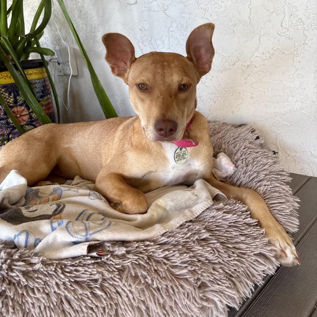 Enlarge Amaya, a Adoptable Mixed Breed in San Diego, CA image 6/6