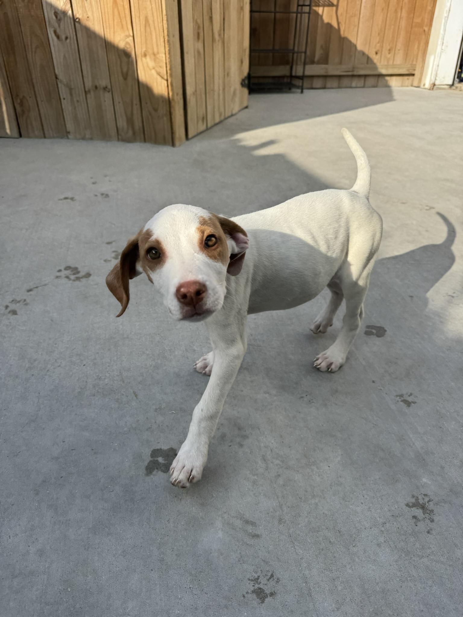 Enlarge Marci, a Adoptable mixed breed in Ponchatoula, LA image 3/6