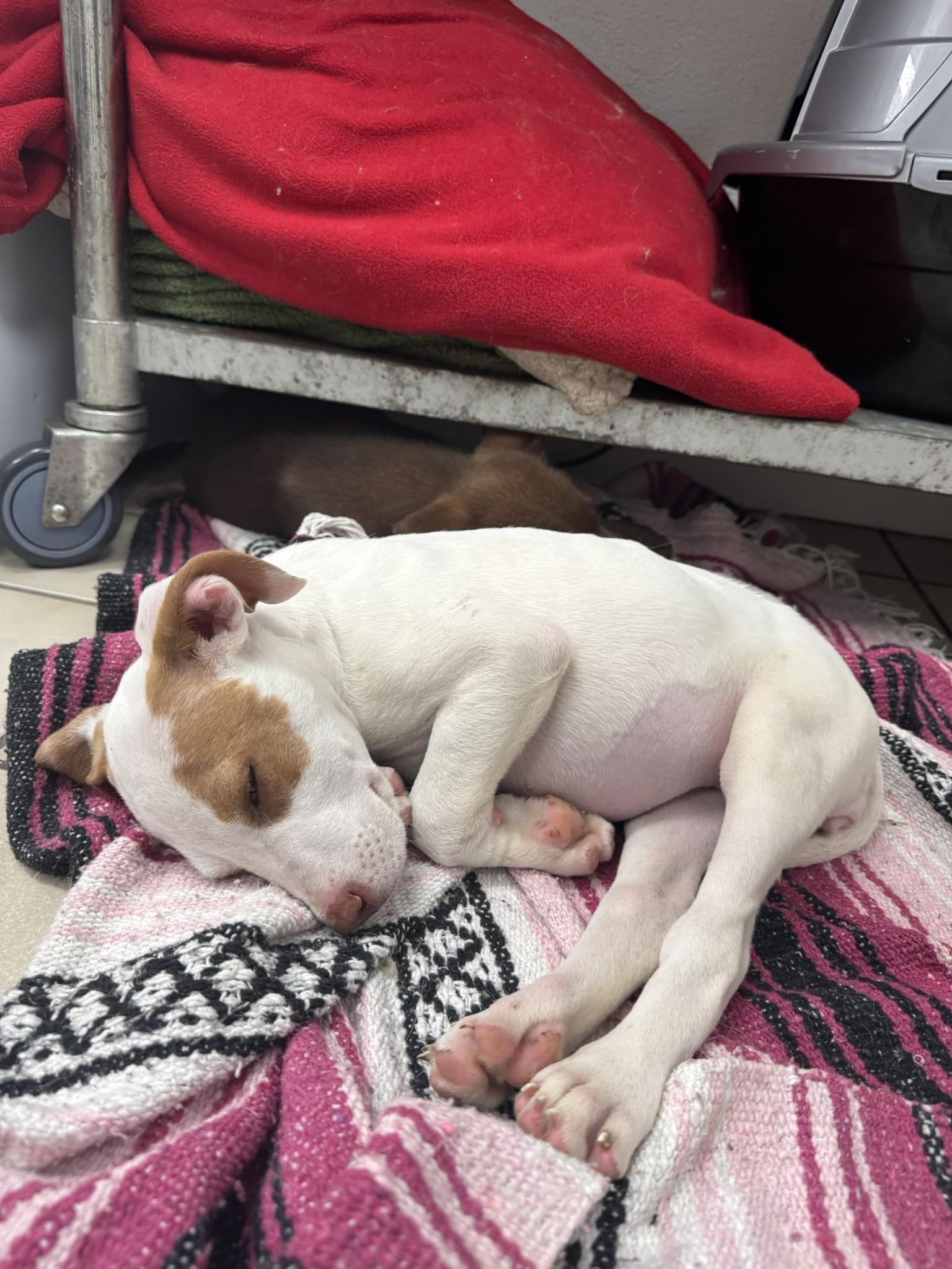 Enlarge Marci, a Adoptable mixed breed in Ponchatoula, LA image 6/6