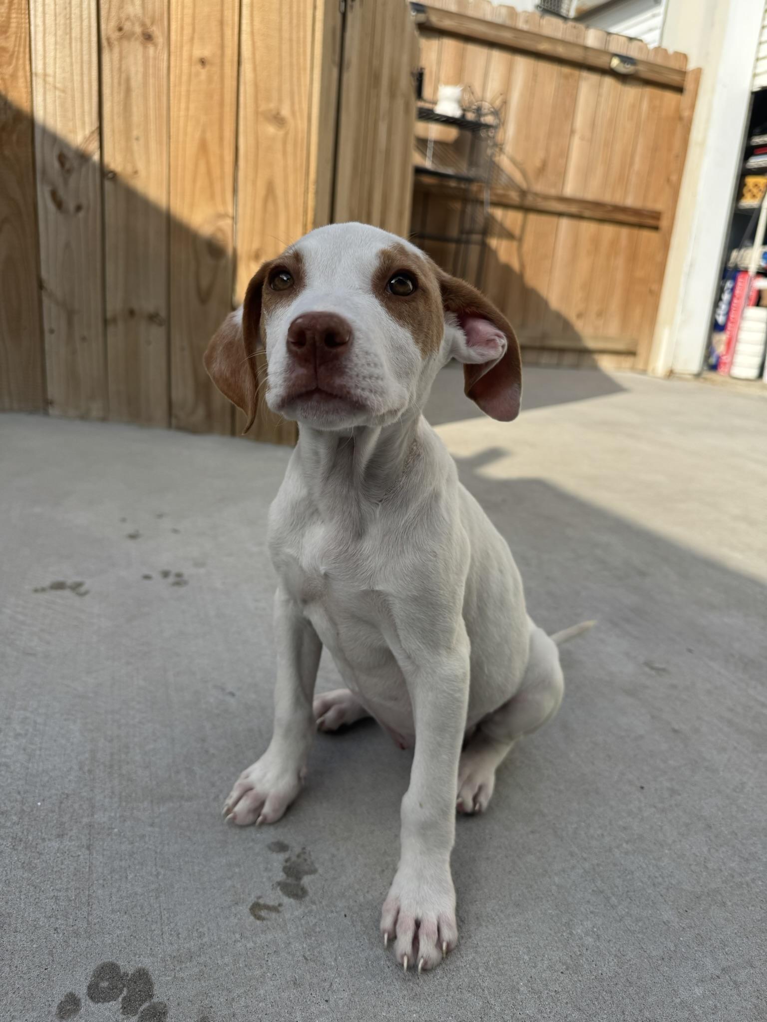 Enlarge Marci, a Adoptable mixed breed in Ponchatoula, LA image 2/6