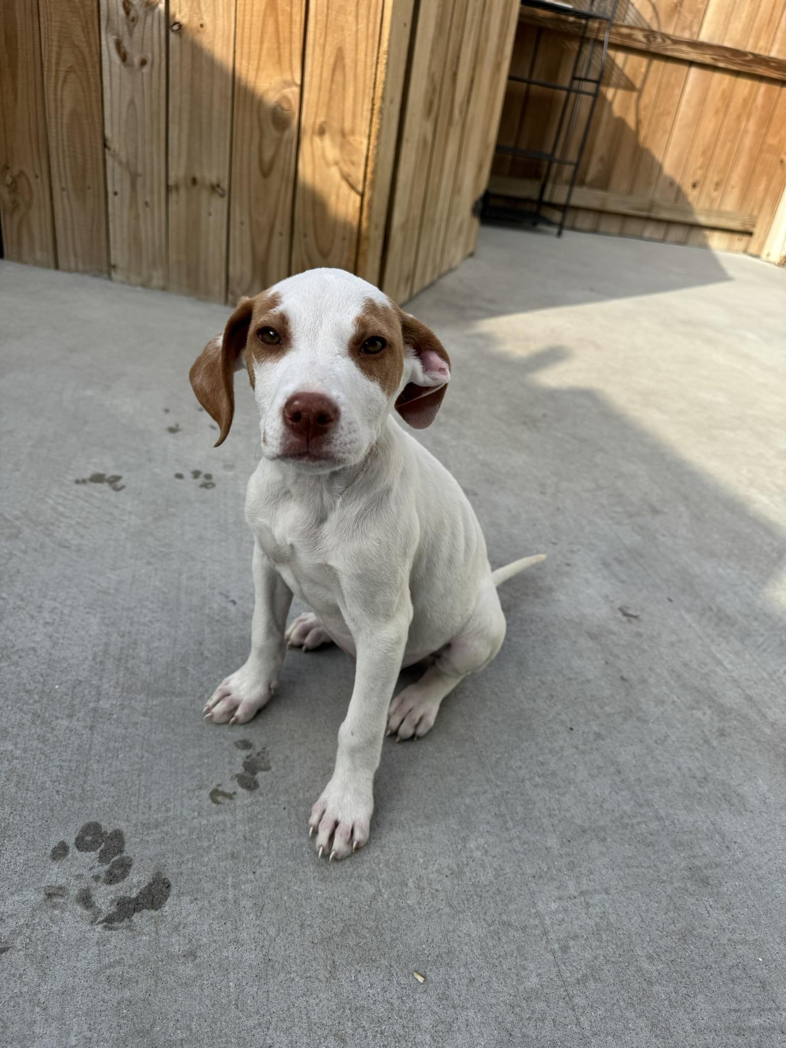 Enlarge Marci, a Adoptable mixed breed in Ponchatoula, LA image 4/6