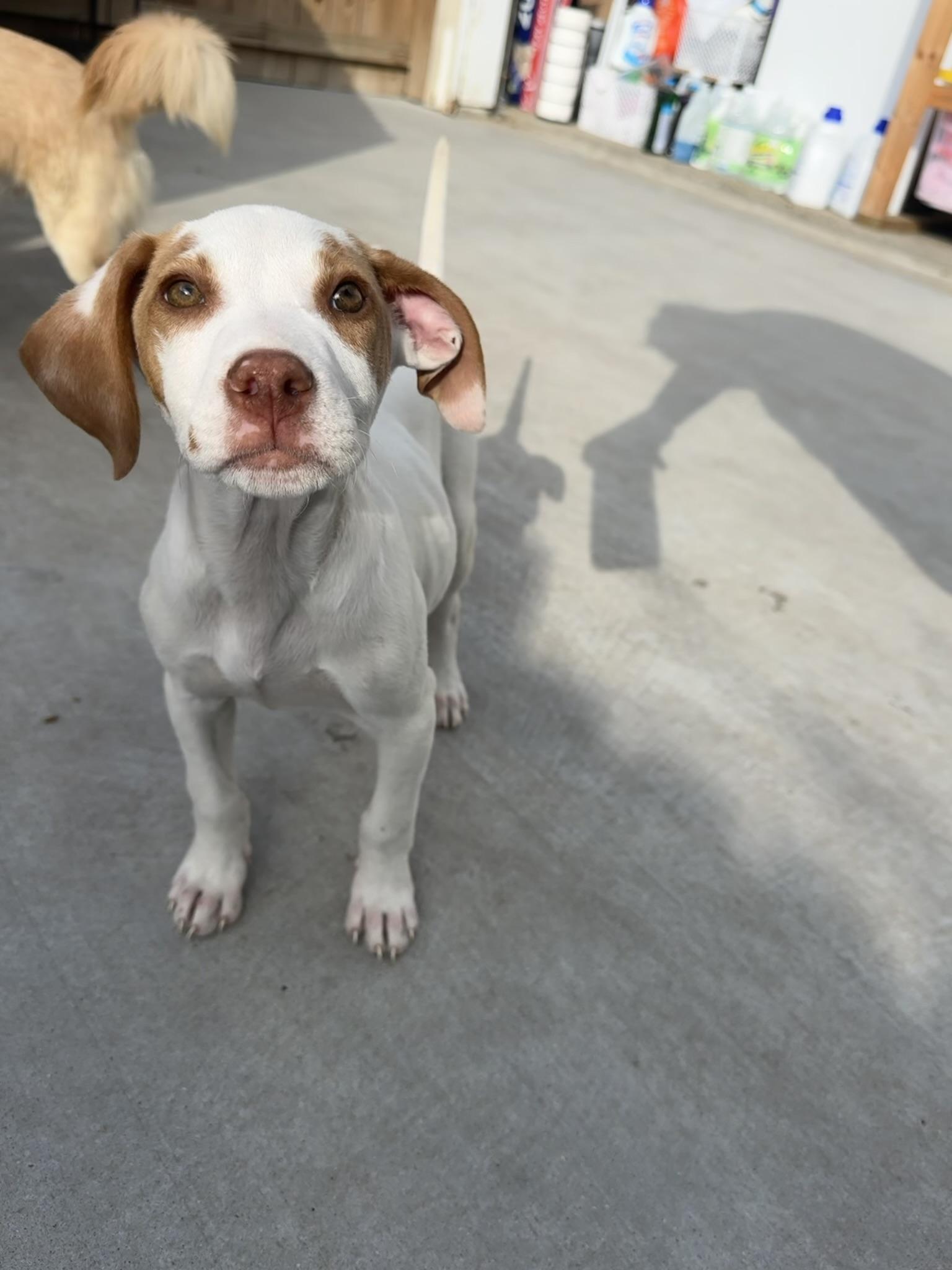 Enlarge Marci, a Adoptable mixed breed in Ponchatoula, LA image 1/6