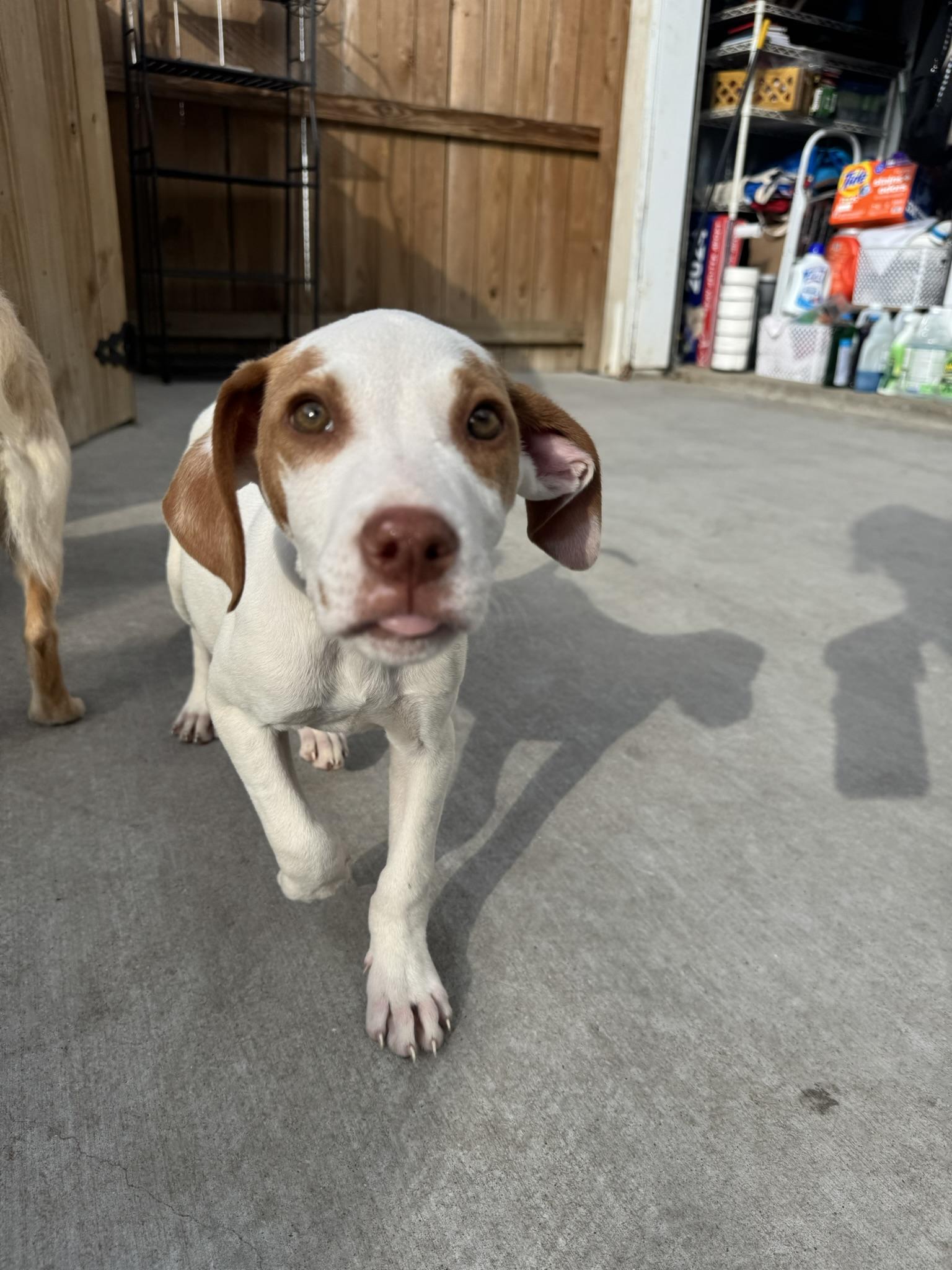 Enlarge Marci, a Adoptable mixed breed in Ponchatoula, LA image 5/6