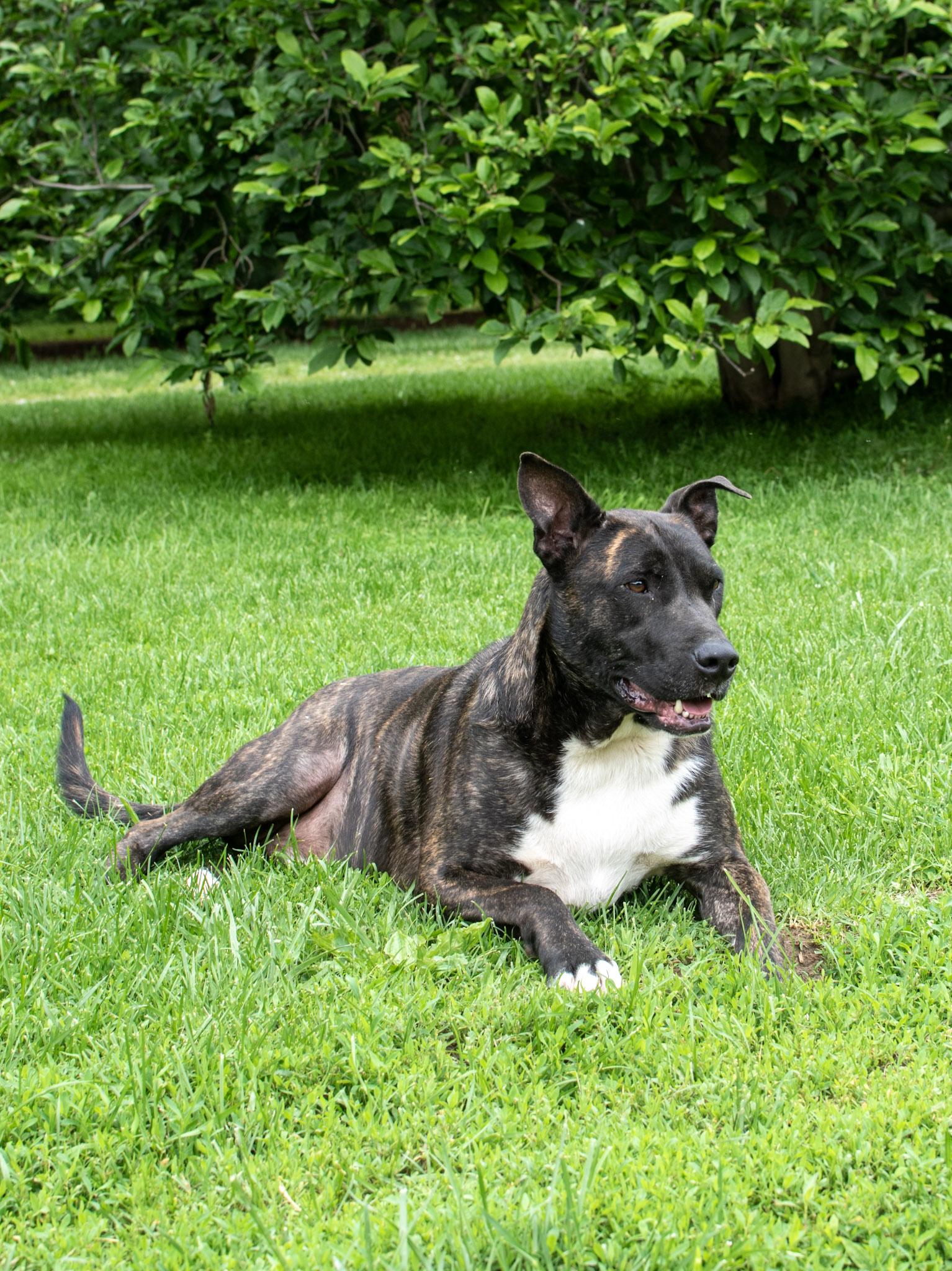 Alfonso, Adoptable, Adult Male Belgian Shepherd / Malinois.