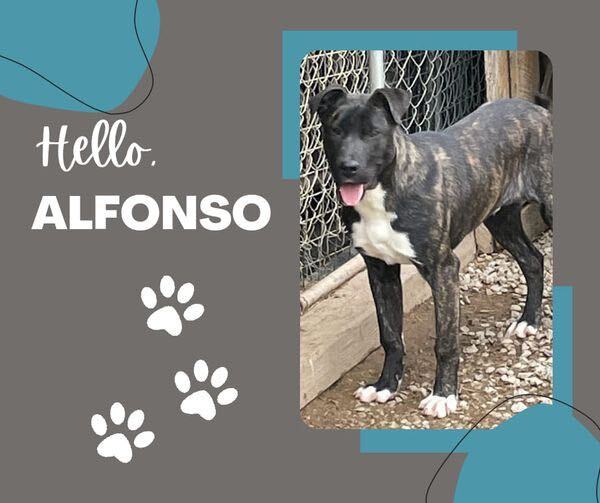 Alfonso, a Adoptable mixed breed in Plainfield, IN image 4/5