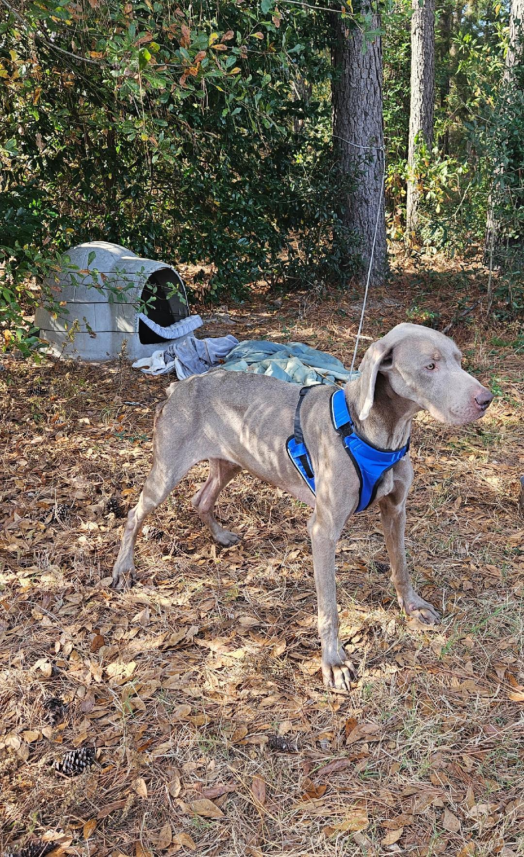 JJ, Adopted, Adult Male Weimaraner.