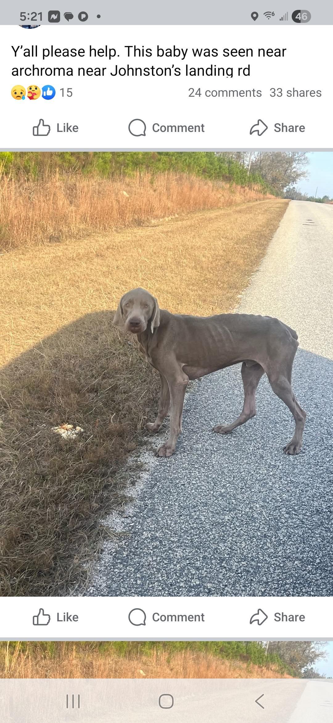 Enlarge JJ, a Adopted Weimaraner in Marietta, GA image 2/3