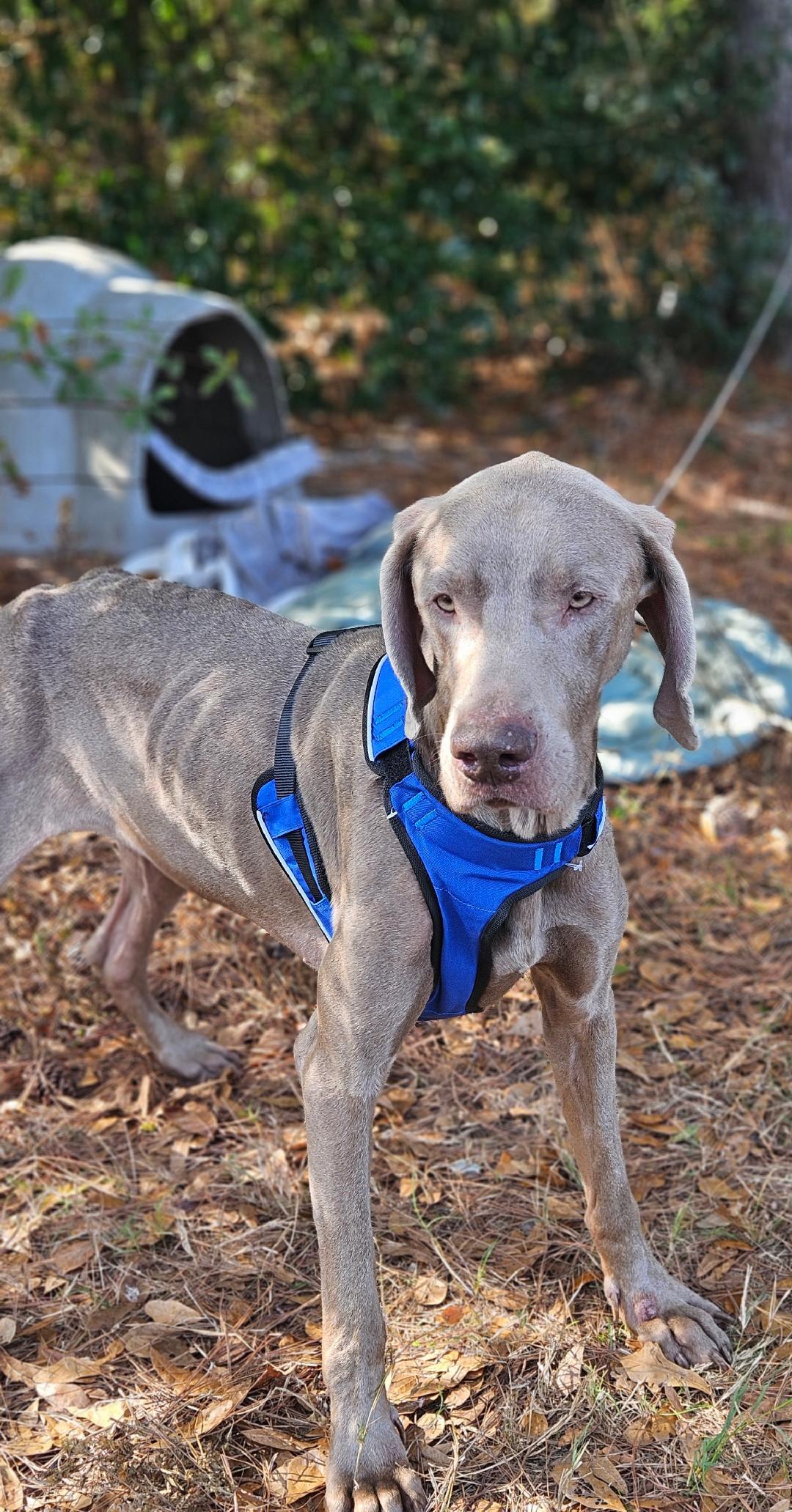 Enlarge JJ, a Adopted Weimaraner in Marietta, GA image 5/6