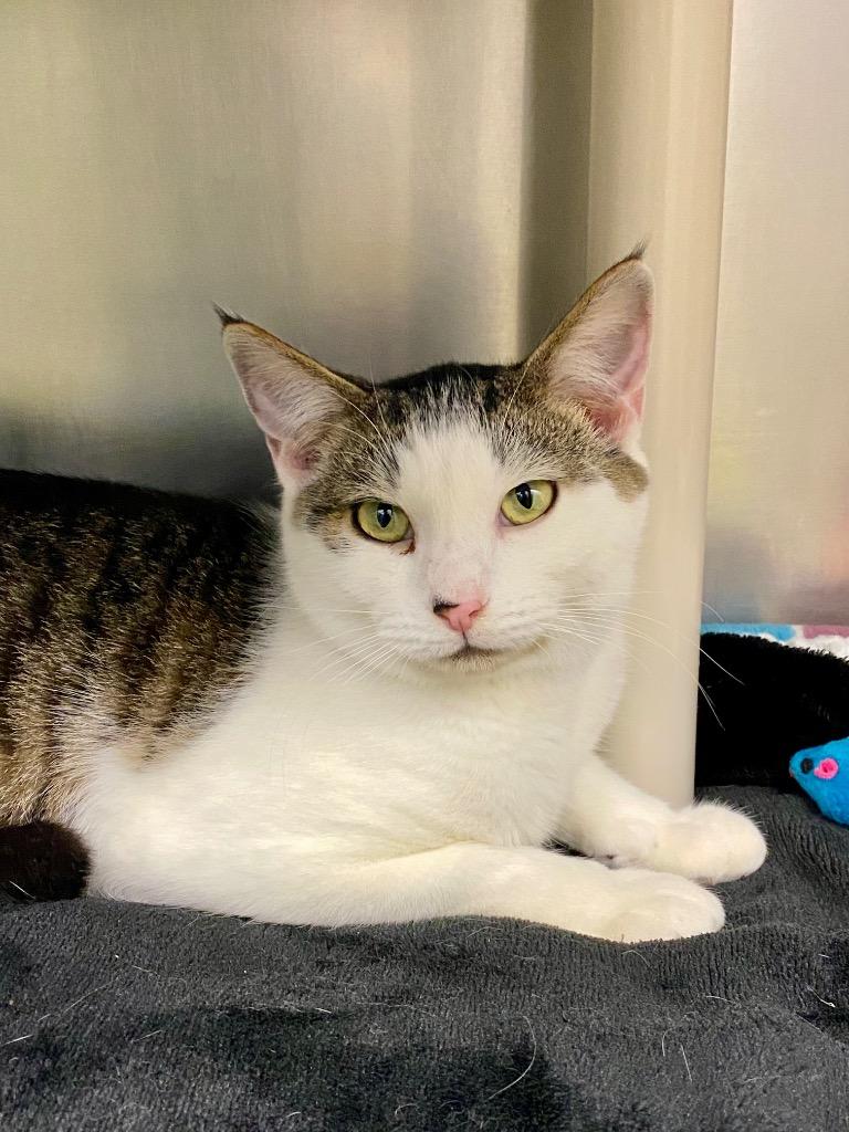 Martini, Adoptable, Young Female Domestic Short Hair.