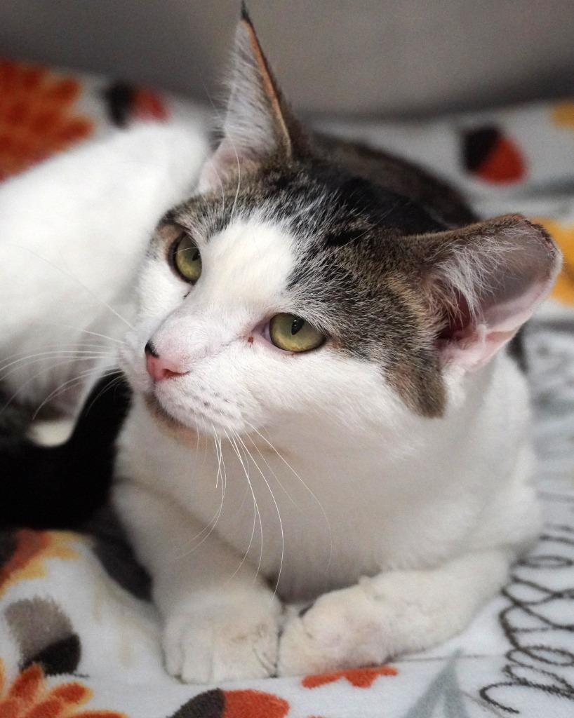 Enlarge Martini, a Adoptable mixed breed in Grants Pass, OR image 2/6