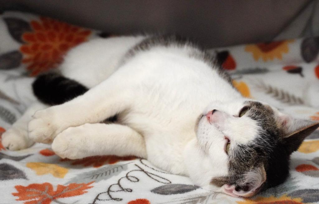 Enlarge Martini, a Adoptable mixed breed in Grants Pass, OR image 3/6