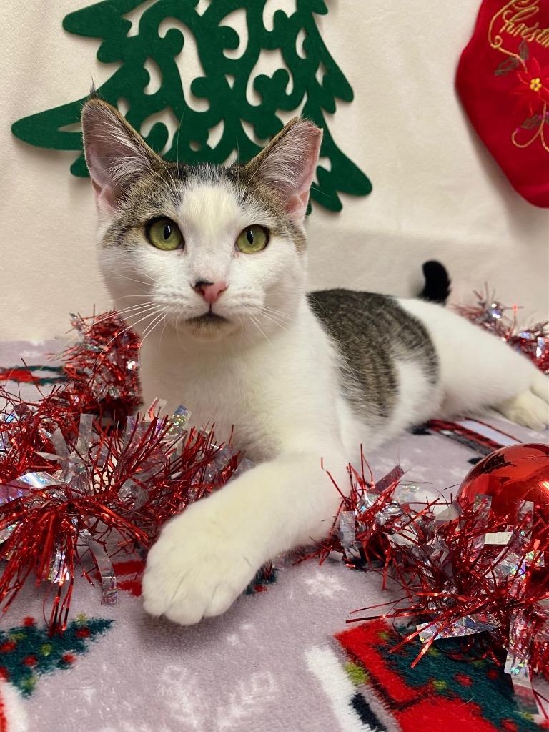 Enlarge Martini, a Adoptable mixed breed in Grants Pass, OR image 4/6