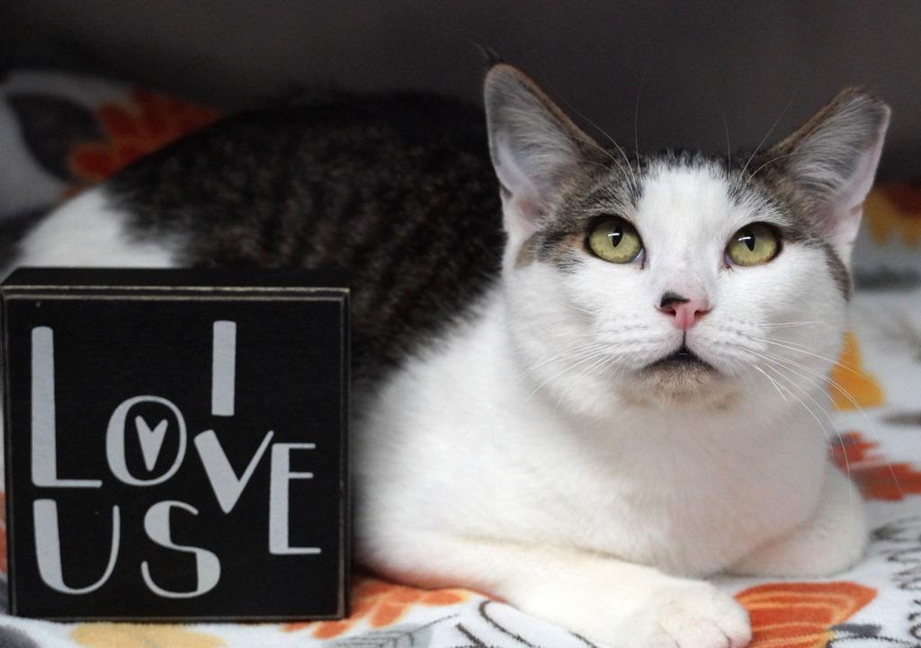 Enlarge Martini, a Adoptable mixed breed in Grants Pass, OR image 5/6