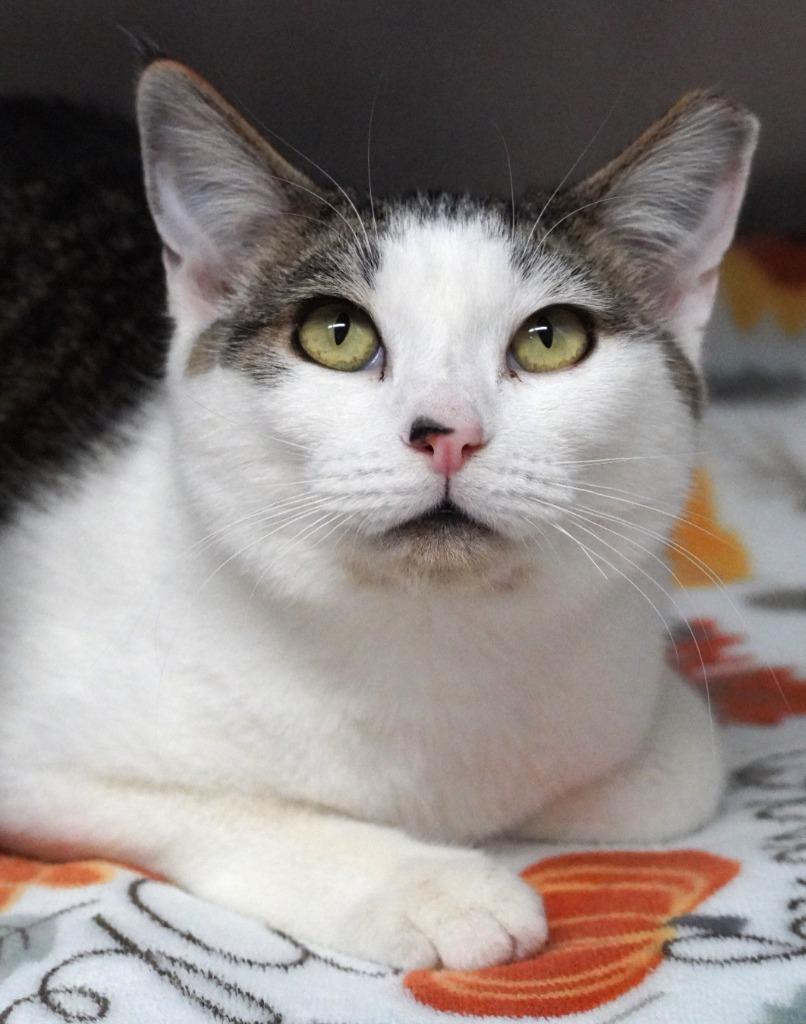 Enlarge Martini, a Adoptable mixed breed in Grants Pass, OR image 6/6