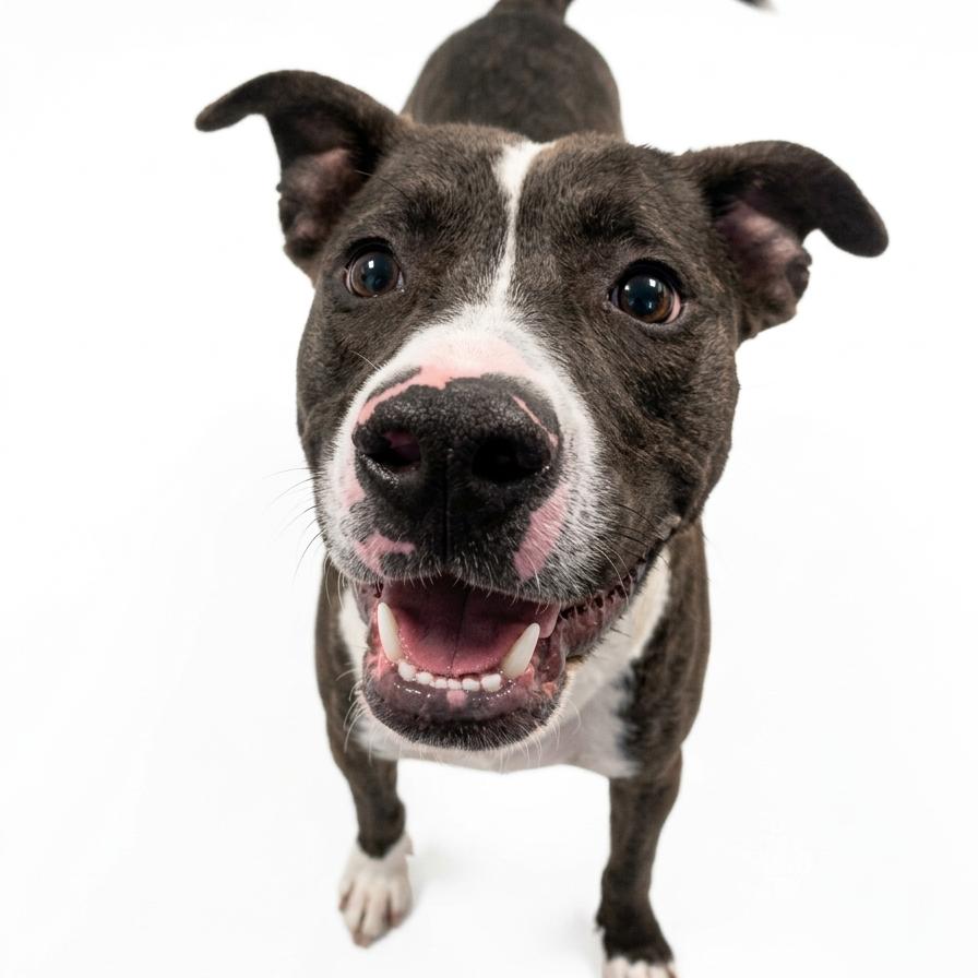 Otto off-site at Mutts with Manners, Adoptable, Young Male Mixed Breed.