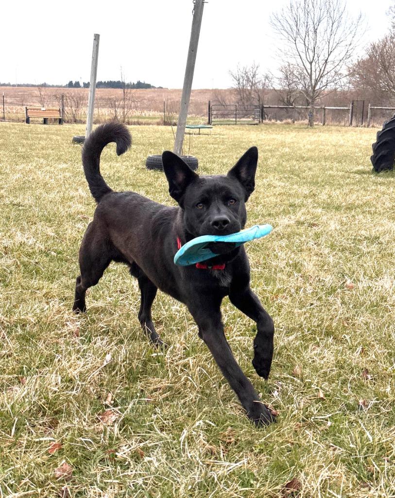 Buddy, Adoptable, Young Male Labrador Retriever & Husky.