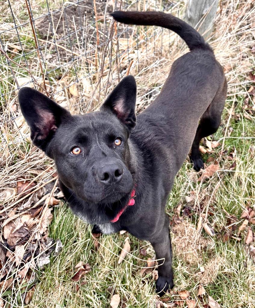 Enlarge Buddy, a Adoptable mixed breed in Decorah, IA image 2/2