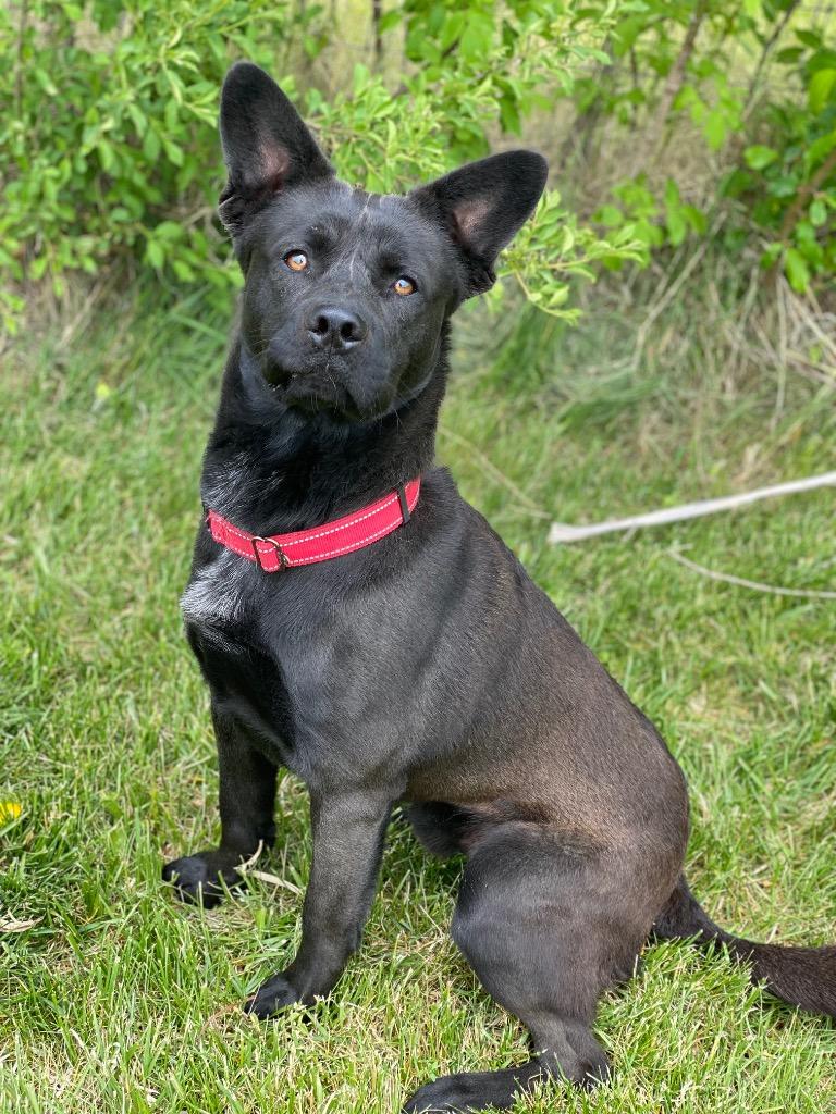 Enlarge Buddy, a Adoptable mixed breed in Decorah, IA image 3/3