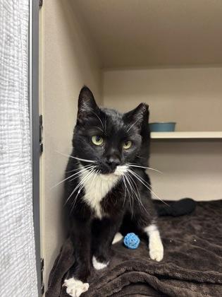 Mario, Adoptable, Adult Male Domestic Short Hair & Domestic Short Hair.