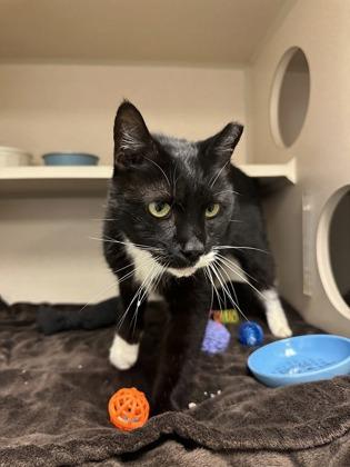 Enlarge Mario, a Adoptable mixed breed in Quakertown, PA image 2/3