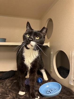 Enlarge Mario, a Adoptable mixed breed in Quakertown, PA image 3/3