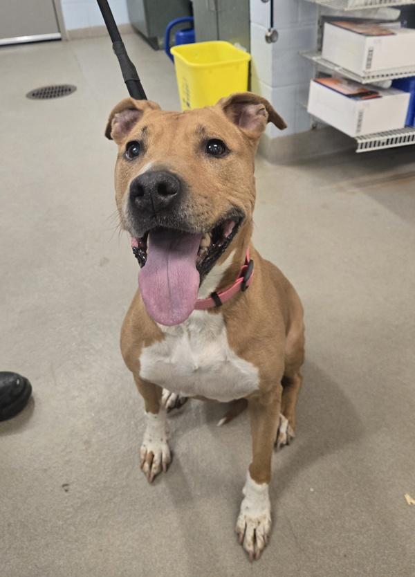 Enlarge Star, a Adoptable mixed breed in Millersville, MD image 1/1