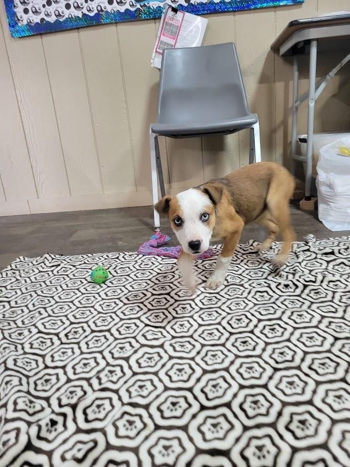 FERN 039-26, an adoptable mixed breed in Cambridge, OH image 3/3