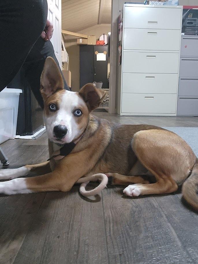 FERN 122-26, an adoptable mixed breed in Cambridge, OH image 2/6