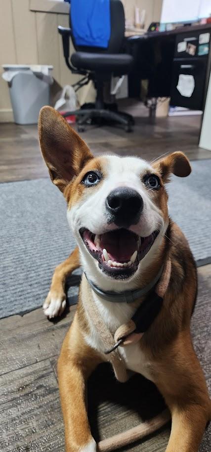 FERN 122-26, an adoptable mixed breed in Cambridge, OH image 3/6