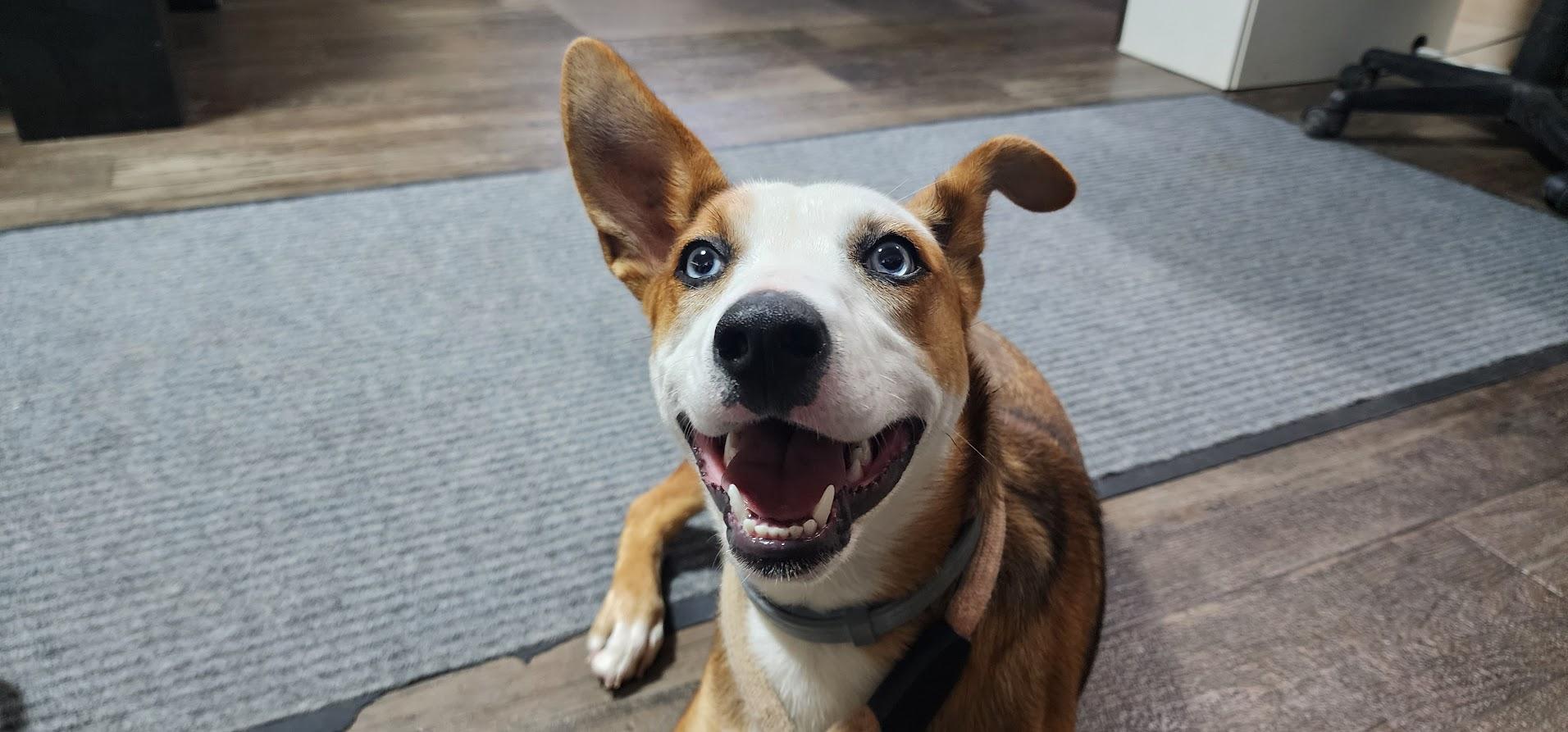 FERN 122-26, an adoptable mixed breed in Cambridge, OH image 4/6