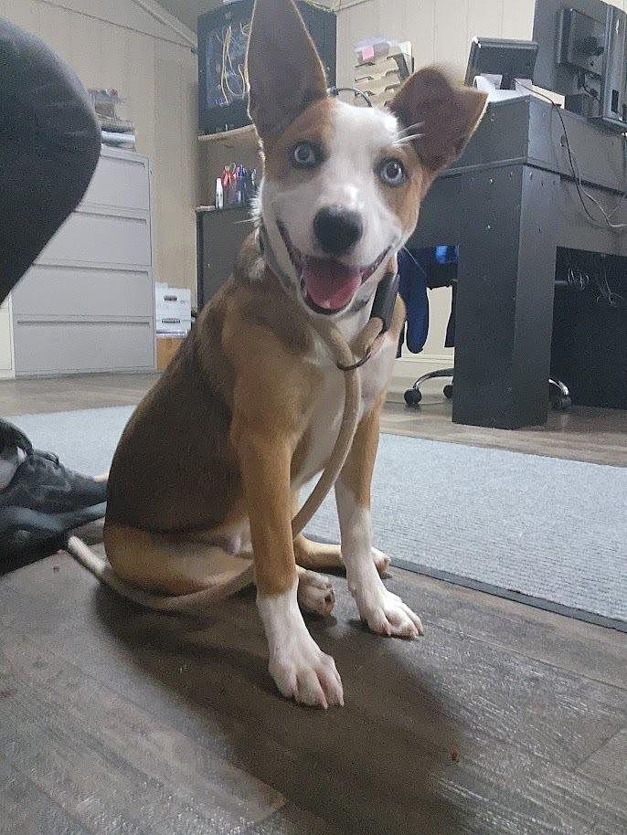 FERN 122-26, an adoptable mixed breed in Cambridge, OH image 1/6