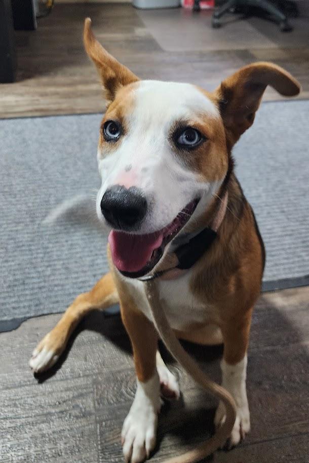 FERN 122-26, an adoptable mixed breed in Cambridge, OH image 5/6