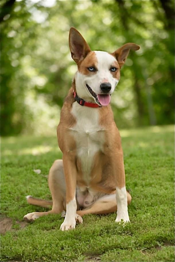 FERN 122-26 (CELL DOG), an adoptable mixed breed in Cambridge, OH image 2/6