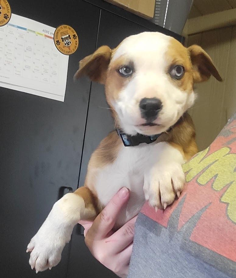 FERN 039-26, an adoptable mixed breed in Cambridge, OH image 2/3