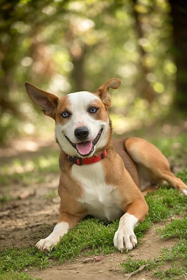 FERN 122-26 (CELL DOG), adoptable, Young Female Australian Cattle Dog / Blue Heeler.