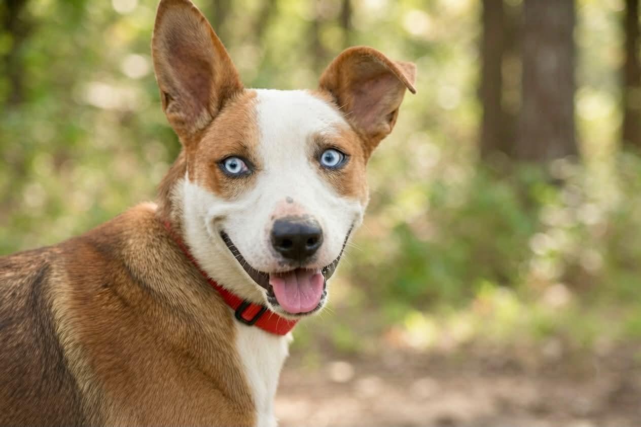 FERN 122-26 (CELL DOG), an adoptable mixed breed in Cambridge, OH image 3/6