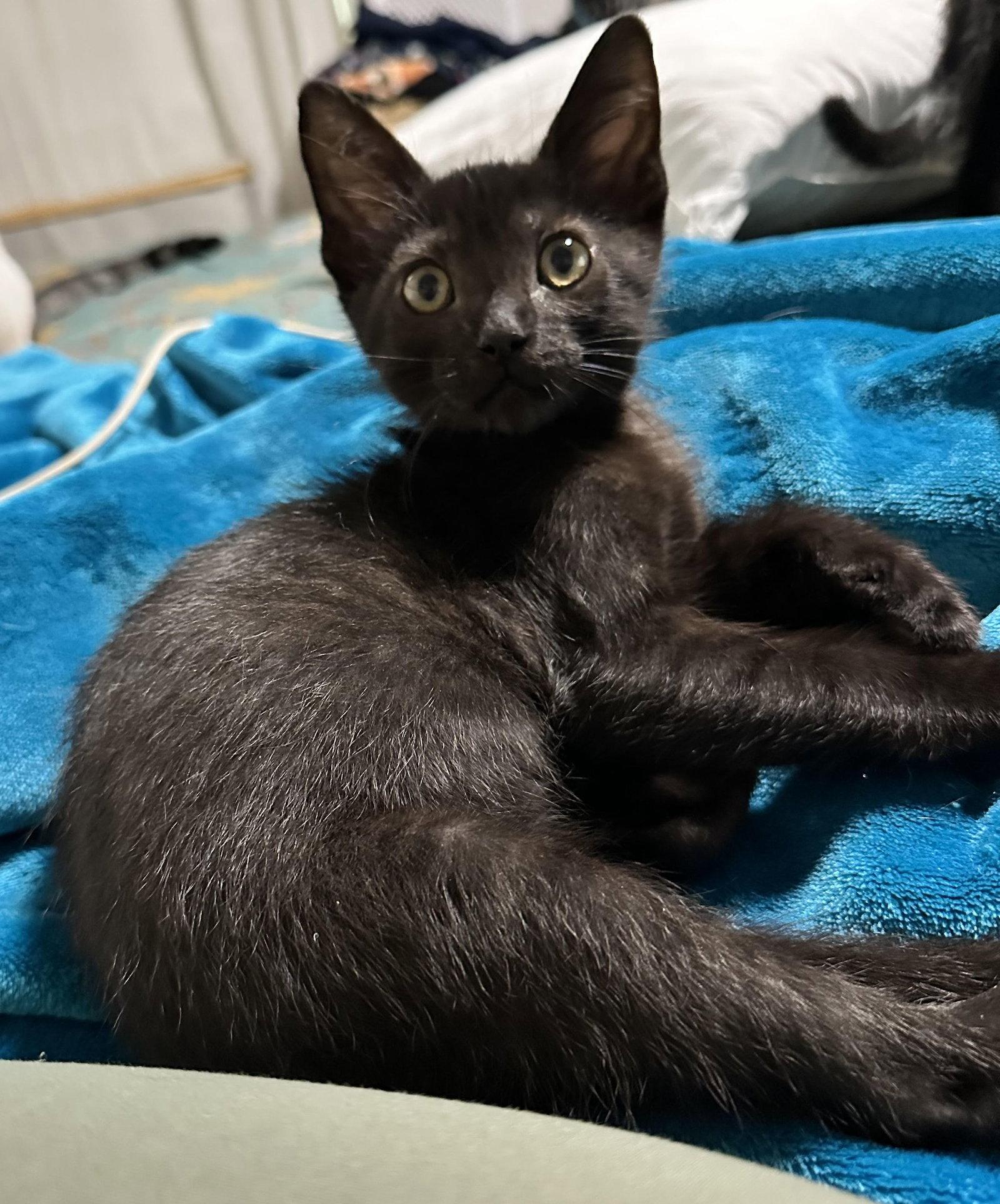 Navigator, Adoptable, Kitten Male Domestic Short Hair.
