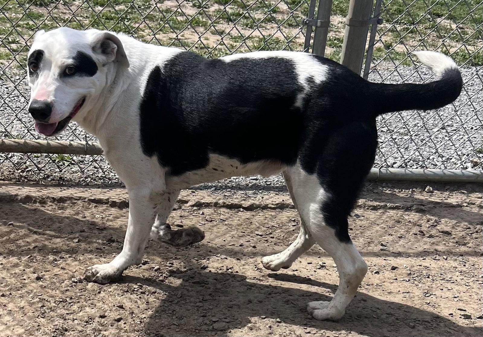 Spotticus, Adoptable, Adult Male Border Collie & Shepherd.