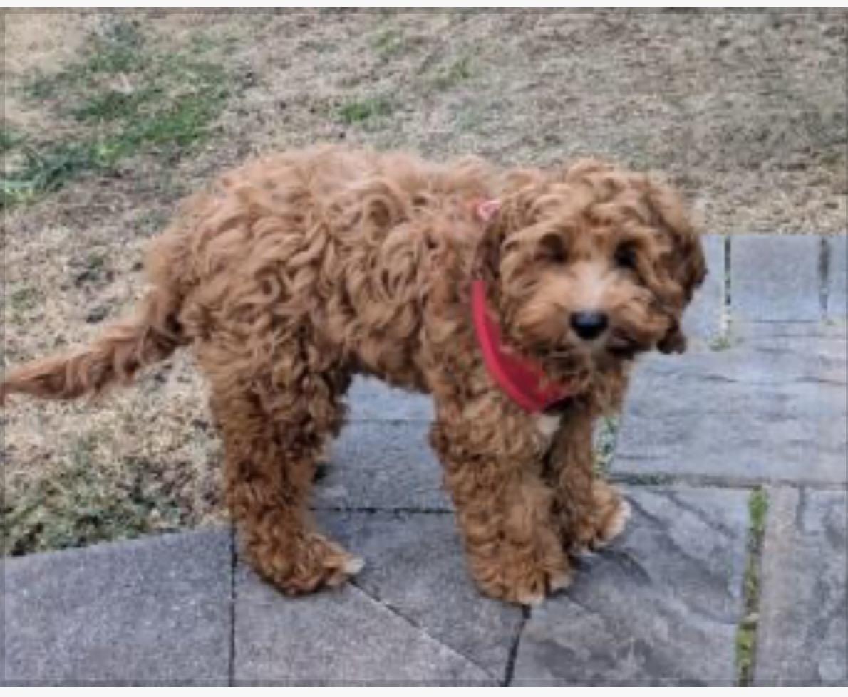 Preston, ADOPTABLE, Puppy Male Cockapoo.
