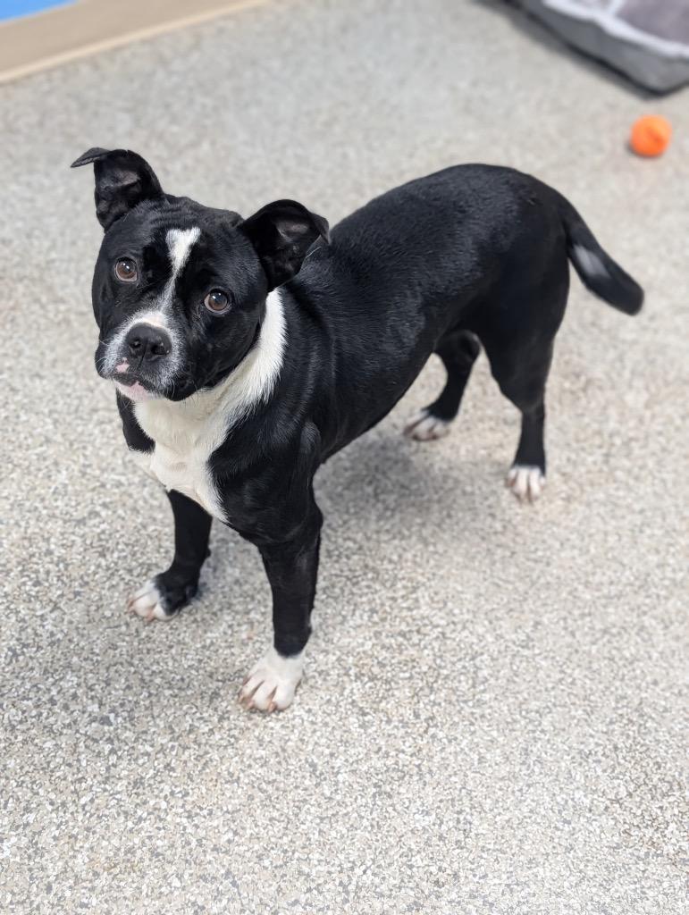 Cici, Adoptable, Adult Female Boxer & Mixed Breed.