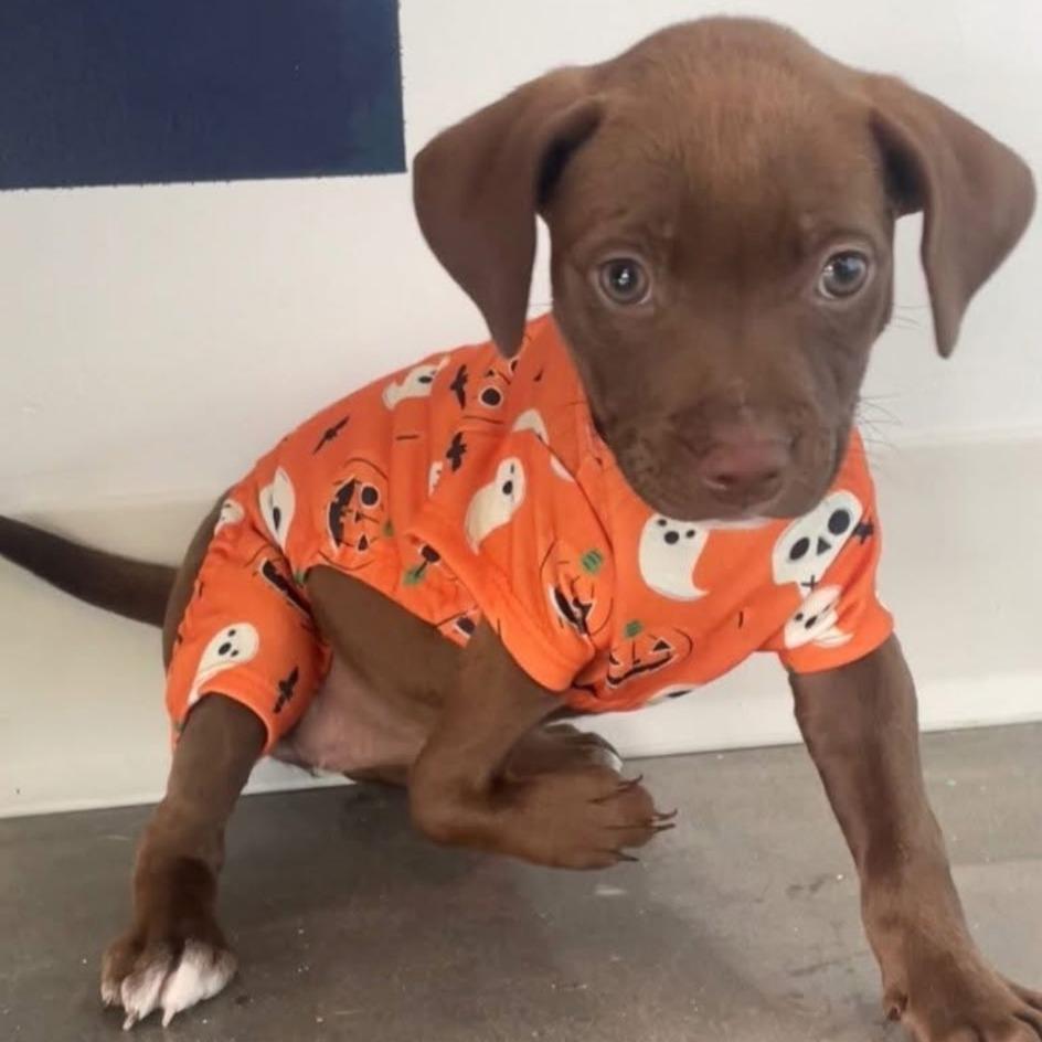 Trish, Adoptable, Puppy Female Pit Bull Terrier.