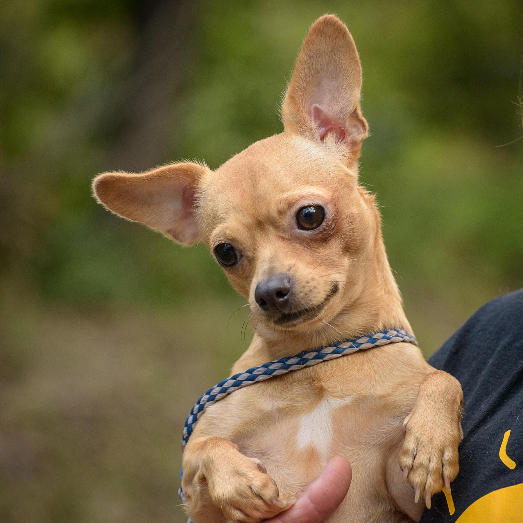 Chiquita